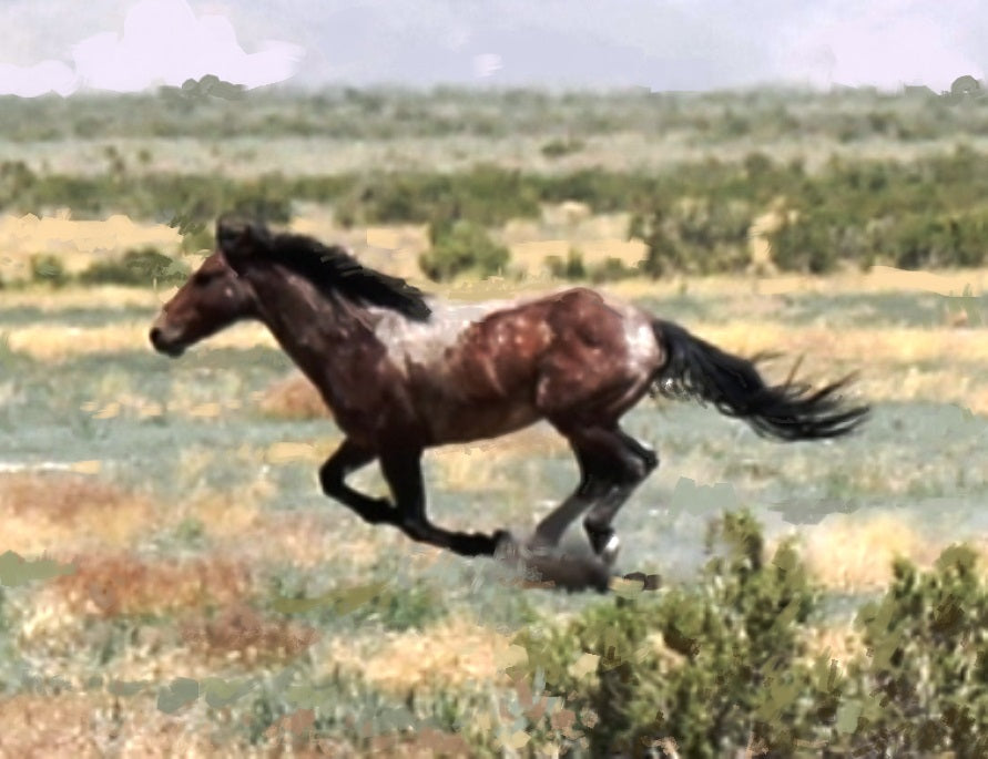 'The Pony express Trial, UTAH. USA