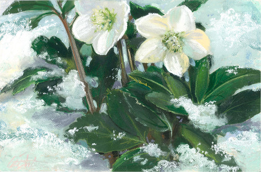 Hellebores Winter Moonbeam